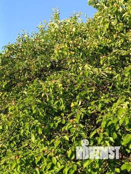 Дом 30м², 1-этажный, участок 7 сот.