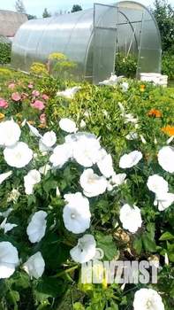 Дом 26м², 1-этажный, участок 6 сот.