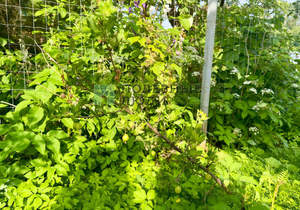 Дача 18м², 2-этажный, участок 4 сот.