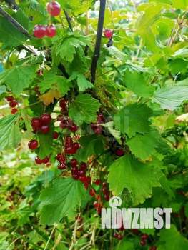 Дом 41м², 1-этажный, участок 6 сот.