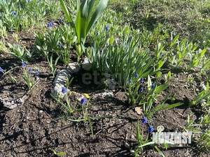 Дом 35м², 1-этажный, участок 13 сот.