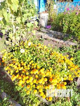 Дача 20м², 1-этажный, участок 3 сот.  