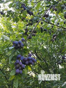 Дом 26м&sup2;, 1-этажный, участок 8 сот.  