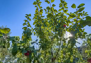 Дом 47м², 2-этажный, участок 9 сот.  