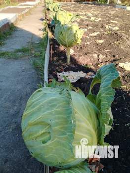 Дом 50м&sup2;, 2-этажный, участок 7 сот.  