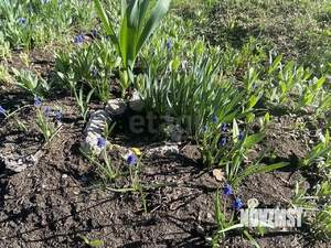 Дом 35м², 1-этажный, участок 13 сот.  