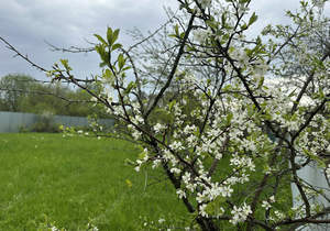 Дом 40м&sup2;, 1-этажный, участок 660 сот.  