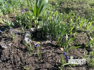 Дом 35м&sup2;, 1-этажный, участок 13 сот.  