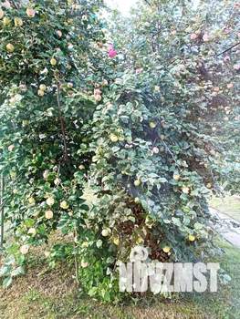 2-к квартира, посуточно, 75м2, 1/1 этаж